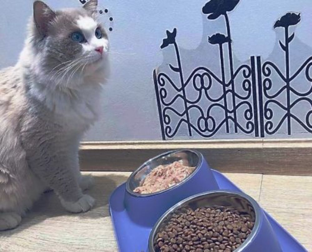 Raised Pet Dish Mess Proof Elevated Pet Bowl Dog Cat Food Water Bowls Leak proof Deepen And Widen Large Capacity Bowl