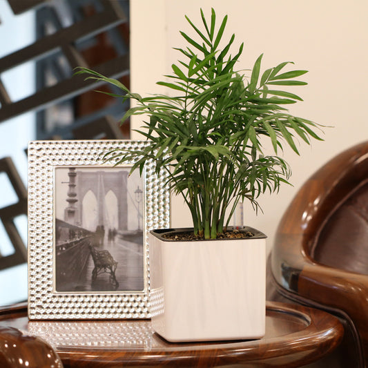 Self Watering Planter Water Level Indicator White Automatic Handsfree Watering Indoor Creative Plastic Pot