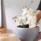 Extra Large Nordic Ceramic Flower Pot Light Luxury Planter for Living Room Fortune Tree Green Plants Extra Wide Diameter High-End Home Decor Vase